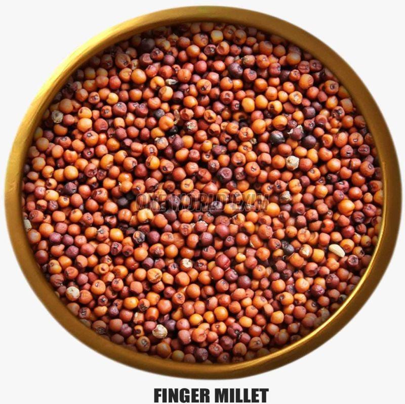 A Grade Red Finger Millet Seed