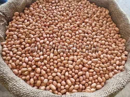 Long Groundnut Kernel