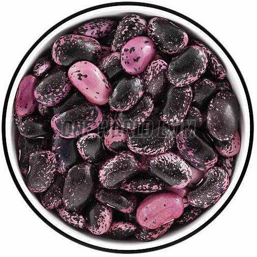 Scarlet Runner Bean