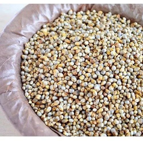 Pearl Millet