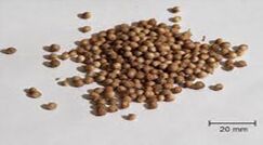coriander seeds