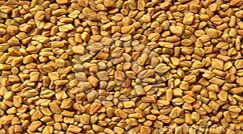 fenugreek seeds