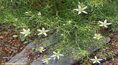 Peganum Harmala Extract