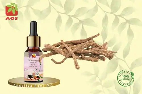 Angelica Root Oil