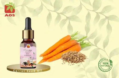 Carrot Seed Oil