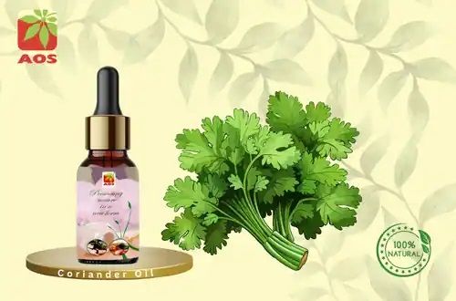 Coriander Oil