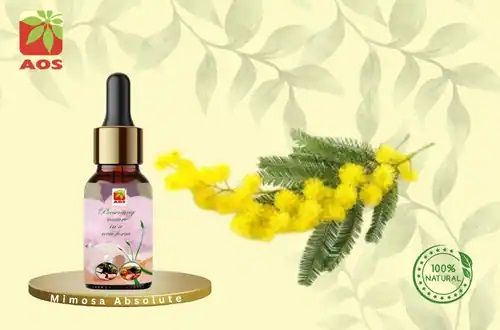 Mimosa Absolute Oil