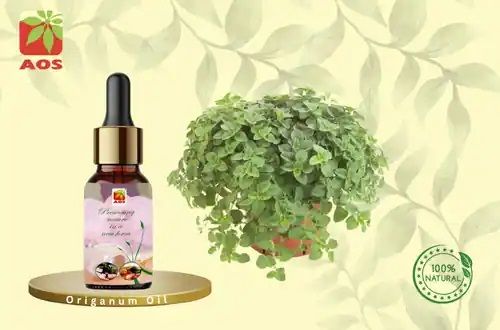 Origanum Oil