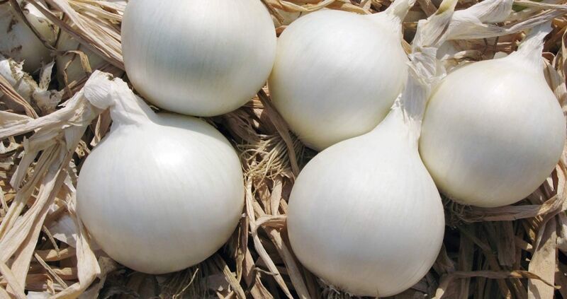 Fresh White Onion