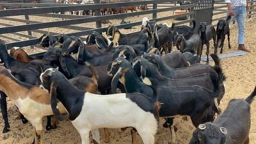 Live Goat, Color : Brown, White, Black, Or Mixed