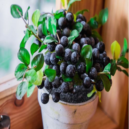 Blueberry Plant