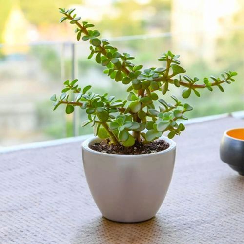 Jade Plant, Color : Green