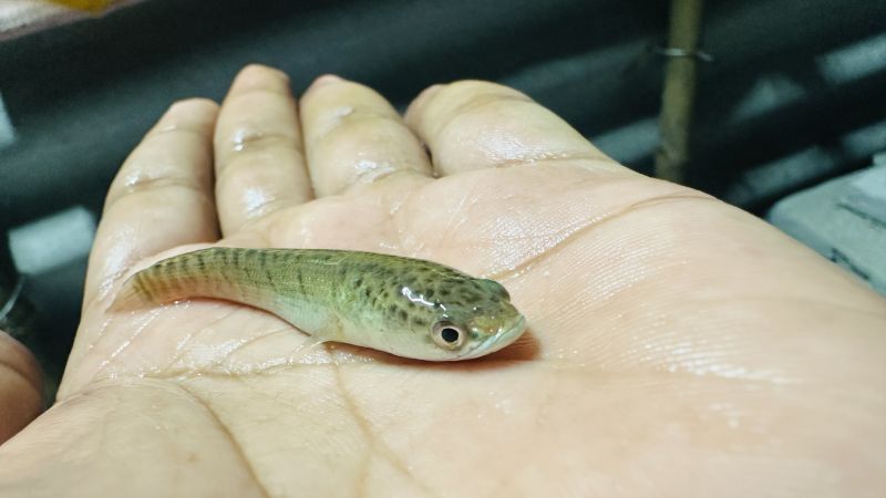 2 Inch Murrel Fish Seeds