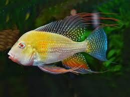 Albino Heckelii Fish for Freshwater Aquariums