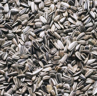 Food Grade Sunflower Seeds, Packaging Size : 25-50kg 9%