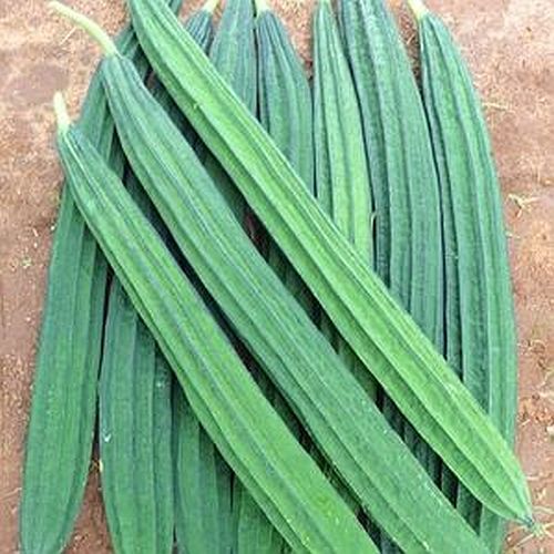 Green Fresh Ridge Gourd, Packaging Size : 25-50kg Gunny Bag