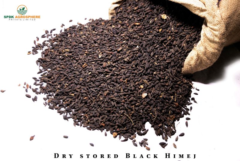 Black Terminalia Chebula Dry Fruit