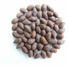 Brown Raw Whole Cotton Seeds, Packaging Size : 1kg, 5kg, 10kg