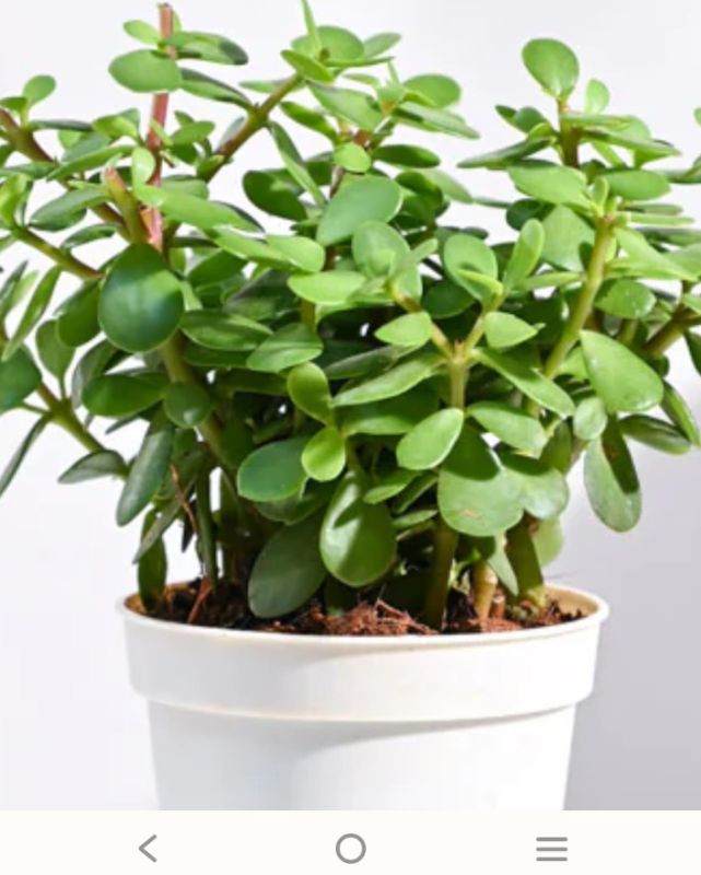 Lucky Jade Plant
