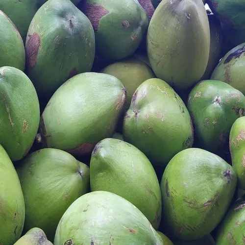 A Grade Green Fresh Coconut, Packaging Type : In Mesh Bags
