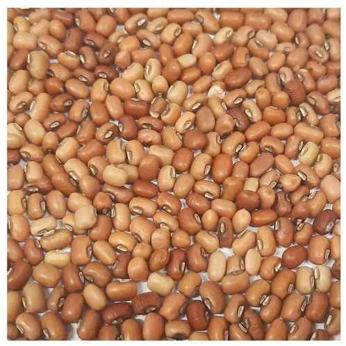 Brown Bold Cowpeas Beans