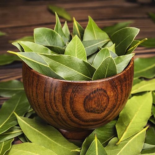 Green Organic Bay Leaves Food Grade for Cooking