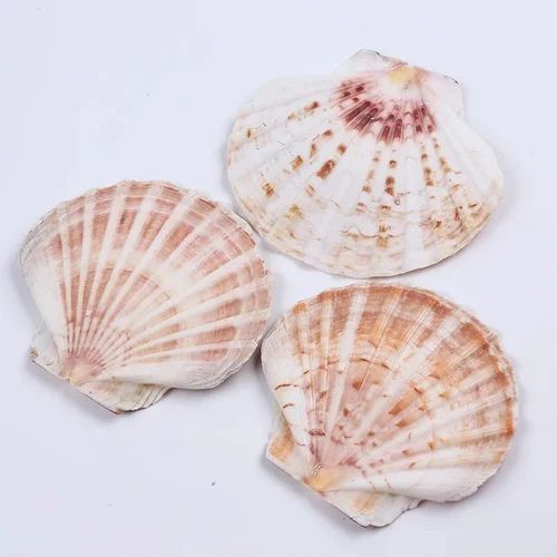 Natural Sea Shell, Packaging Type : Box