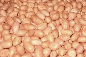 Java Peanuts, Color : Red, Packaging Size : 25Kg & 50Kg