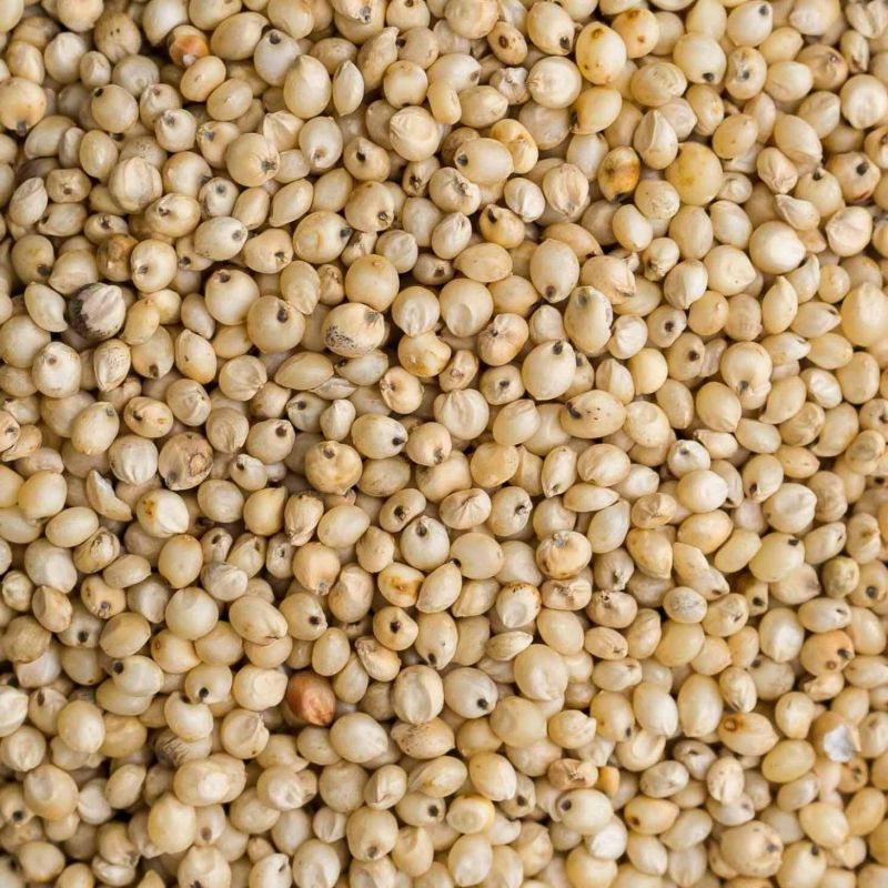 A Grade Sorghum Millet