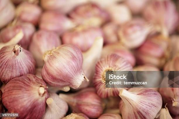 Garlic