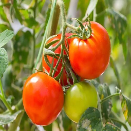 Red Tomato, Packaging Size : 25Kg Loose, Net Bag