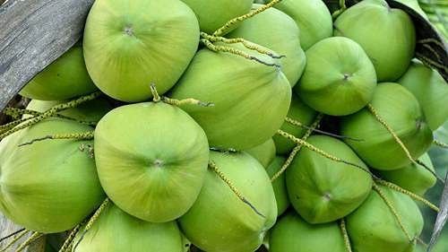 Organic Tender Coconuts, Color : Green, Coconut Size : Large