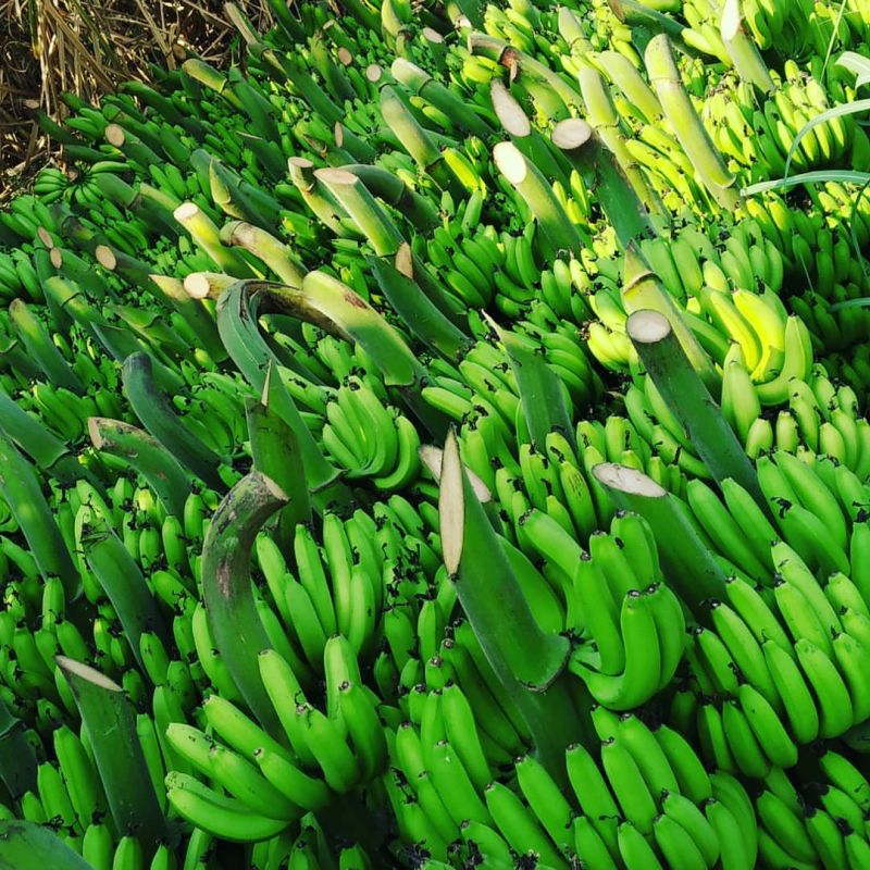 Fresh Cavendish Bananas