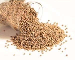 Sorghum (Jowar)