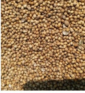 Whole Coriander Seeds For Cooking, Seasoning