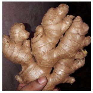 Fresh Ginger for Cooking, Baking, Tea