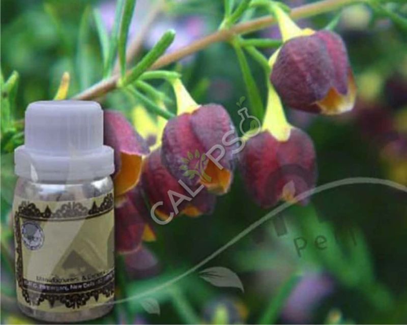 Boronia Absolute Oil