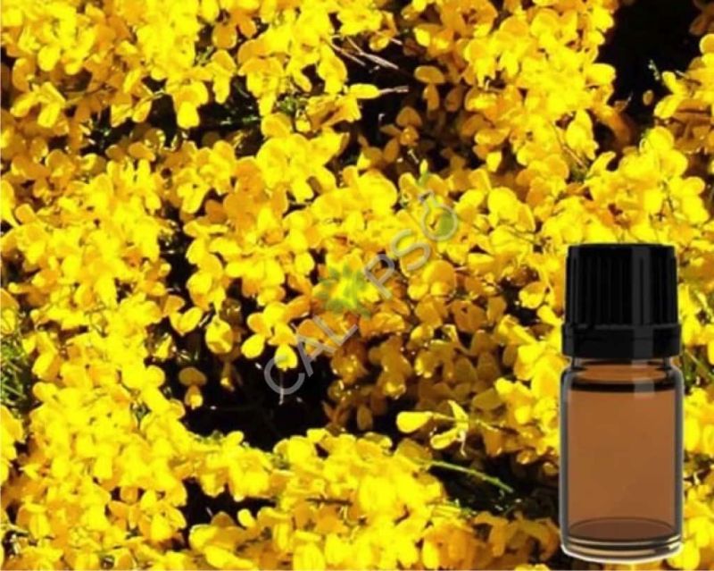 Broom / Genet Absolute Oil