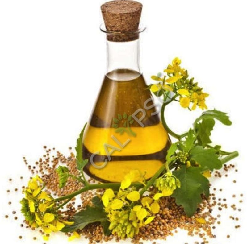 Caraway Seed Oil