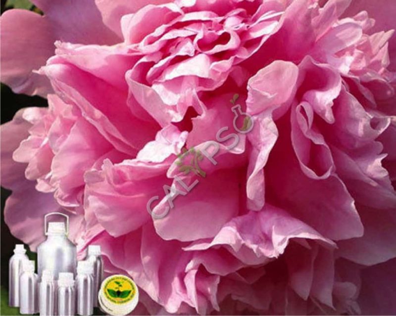 Carnation Absolute Oil