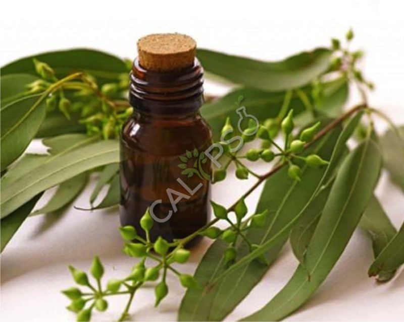Eucalyptus Oil