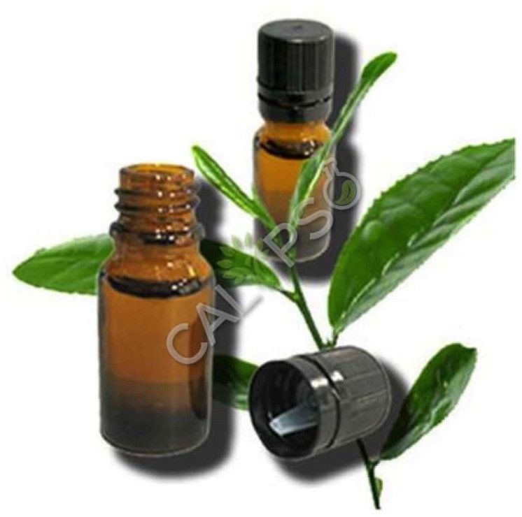 Green Tea Absolute Oil