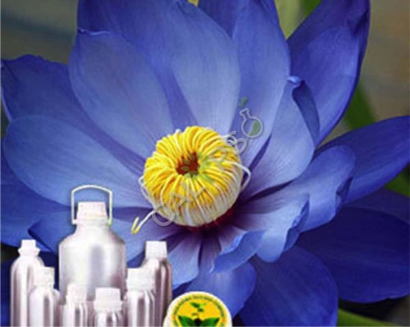 Lotus Blue Absolute Oil