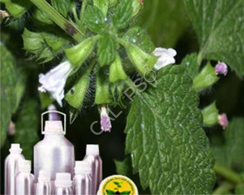 Melissa Phytol Absolute Oil