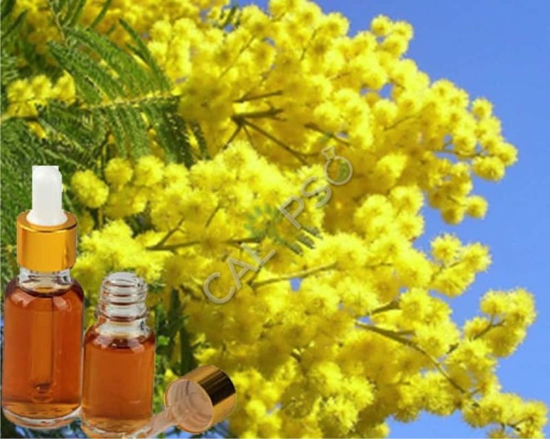 Mimosa Absolute Oil