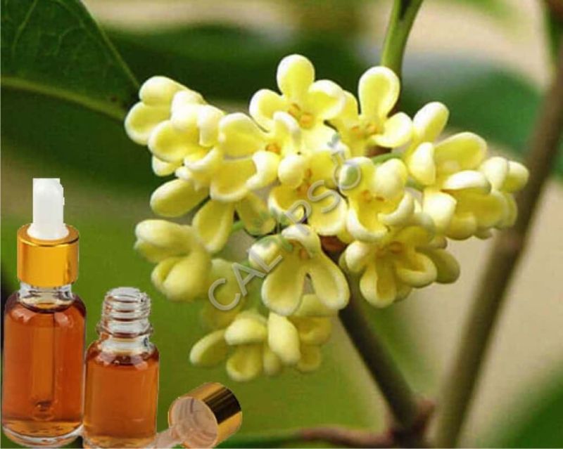 Osmanthus Absolute Oil