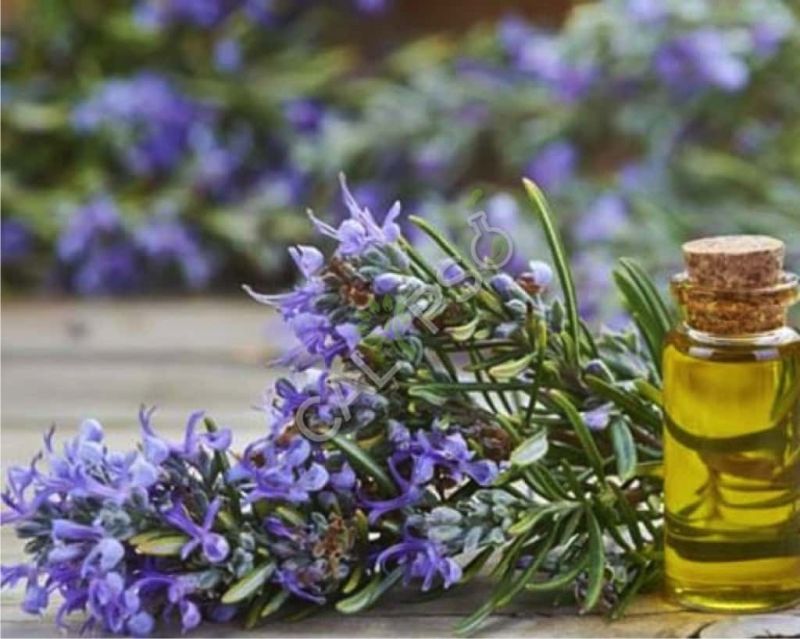 Rosemary Oil