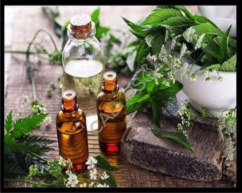 Tea Black Absolute Oil