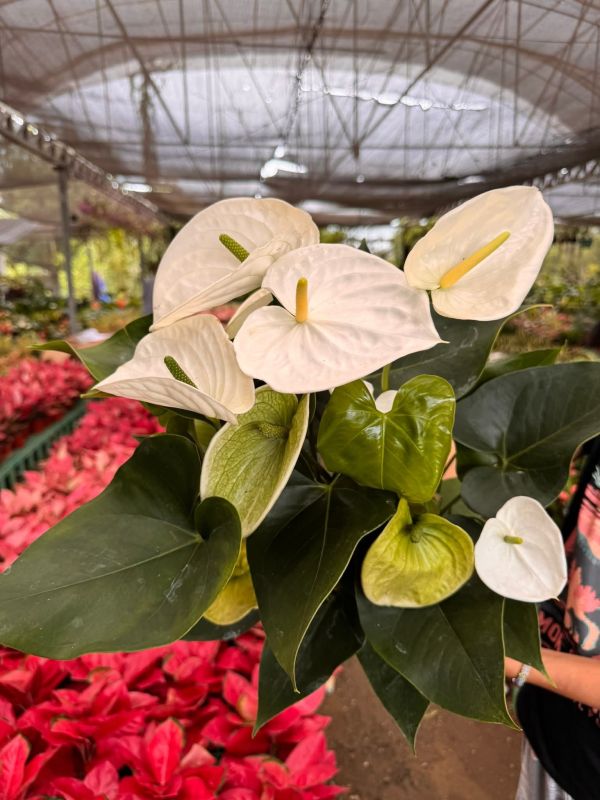 White Anthurium Flower Plant