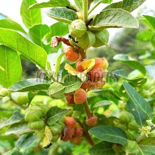 Ashwagandha Medicinal Plant